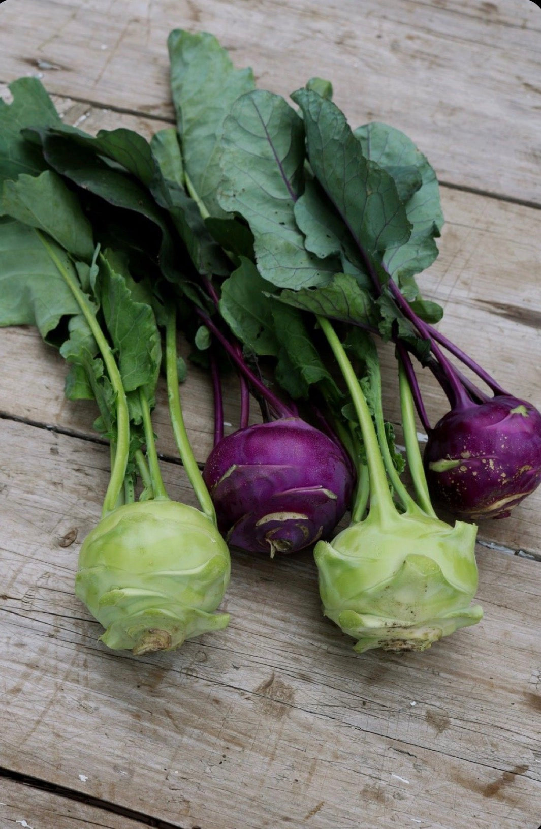 Colirrábano o kohlrabi unid