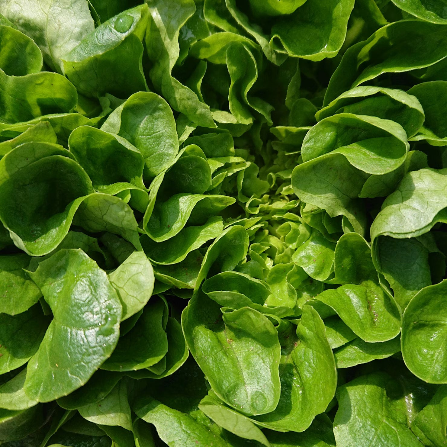 Lechuga Campo Hoja Suave unid