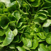 Lechuga Campo Hoja Suave unid