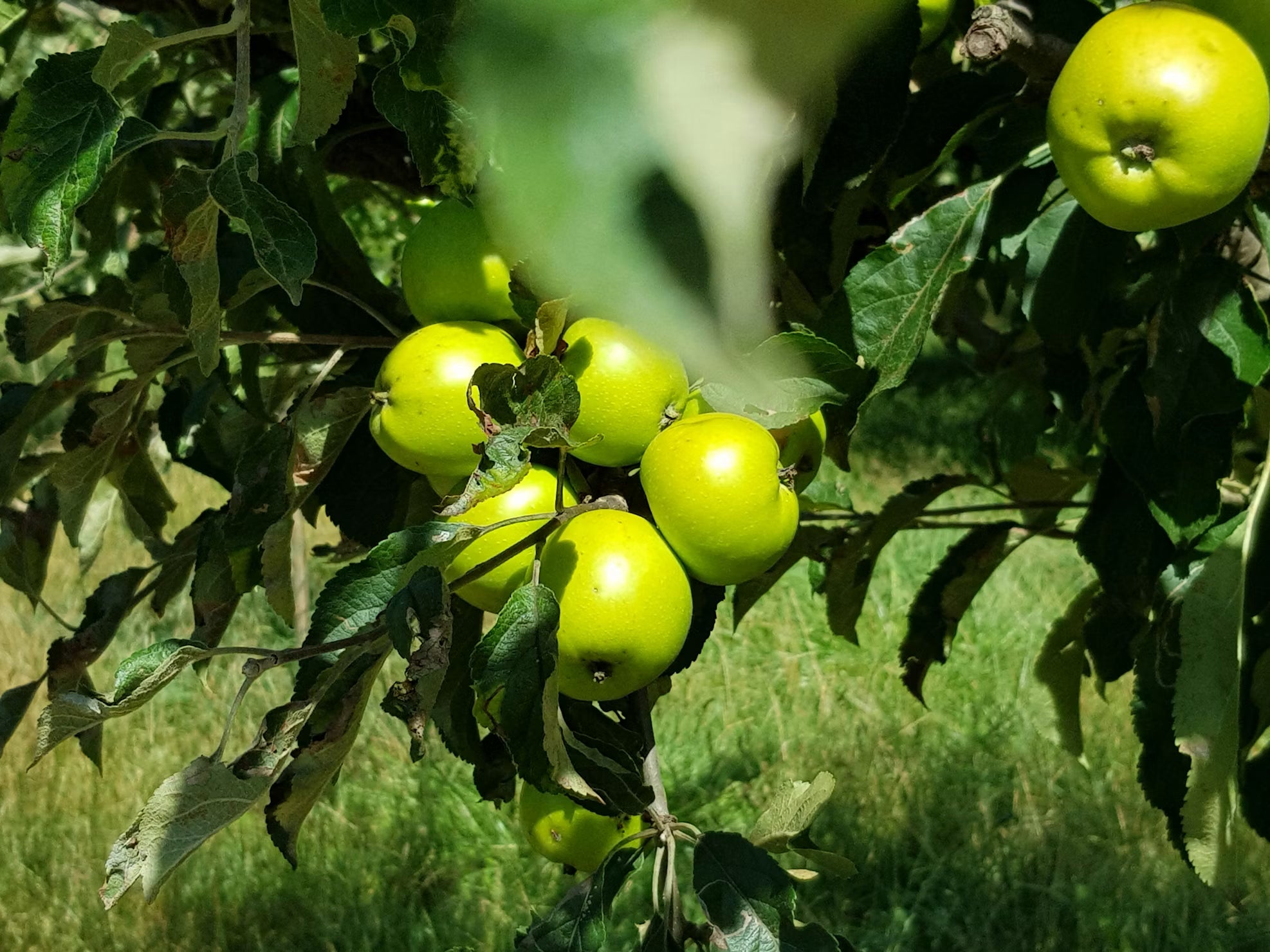 Manzana Verde