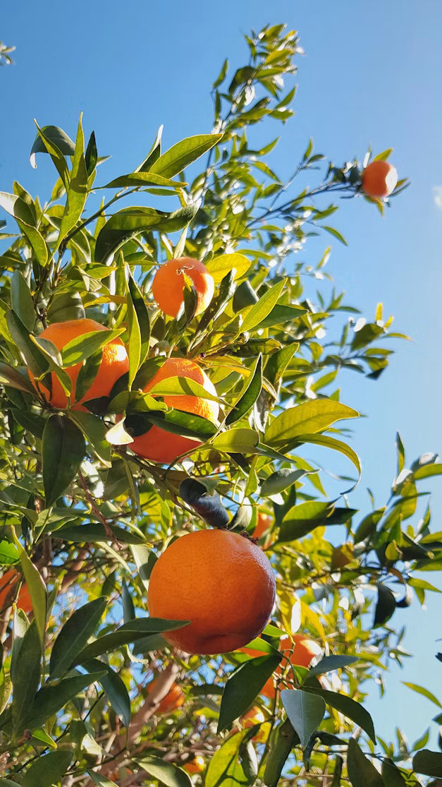 Naranja Jugo
