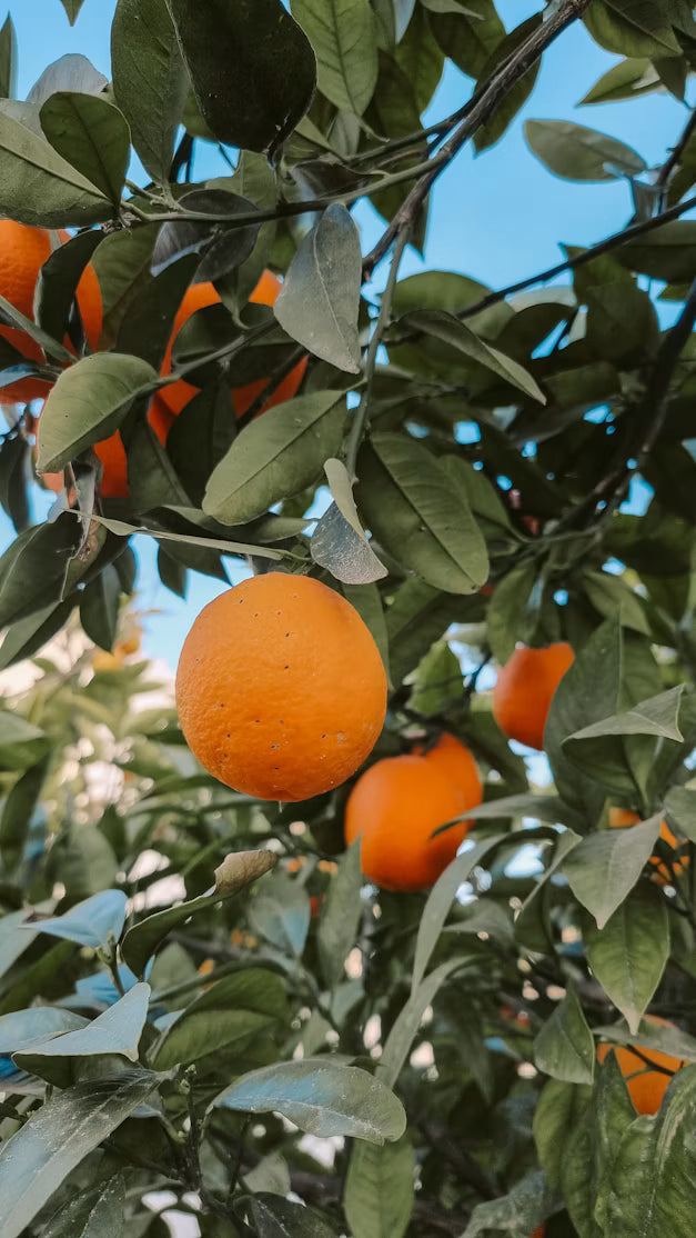 Naranja Mesa