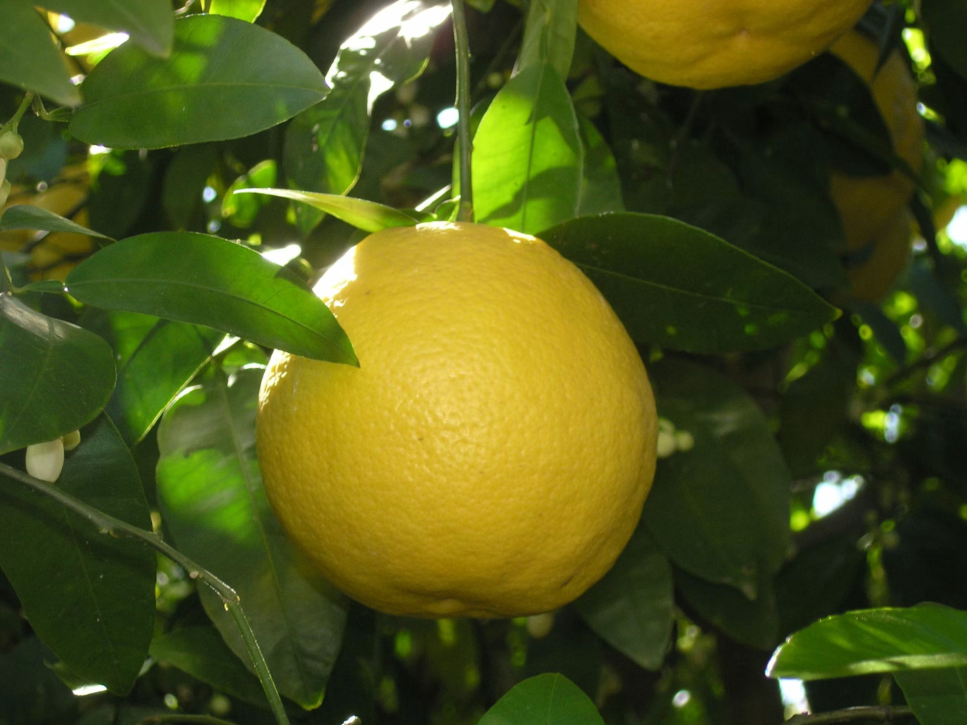 Pomelo kg