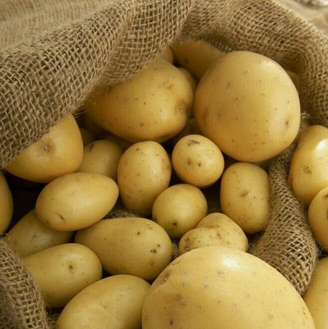papa yagana cosecha