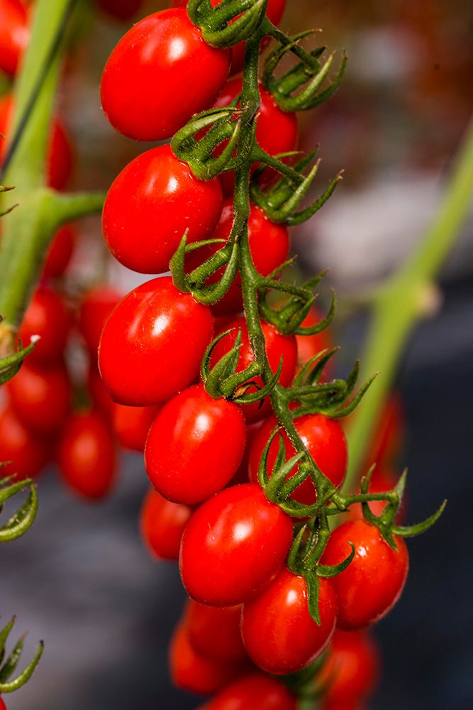 Tomate Pera