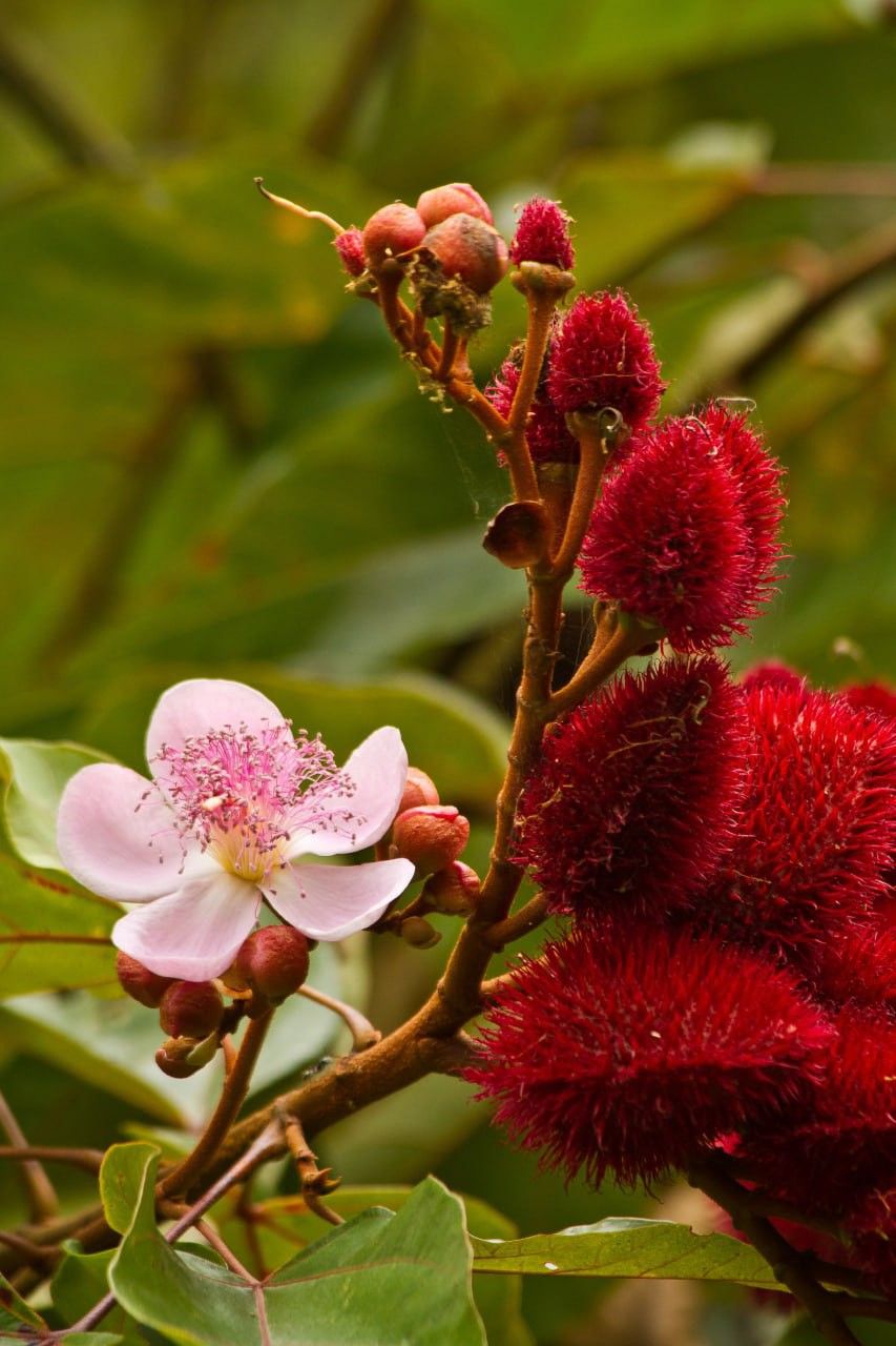 Achiote 50 gr