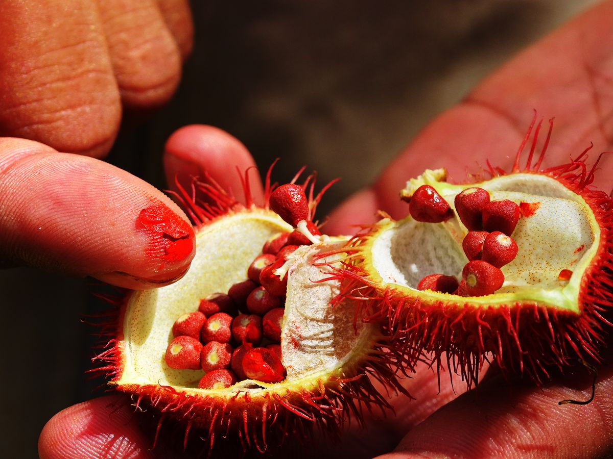 Achiote 50 gr