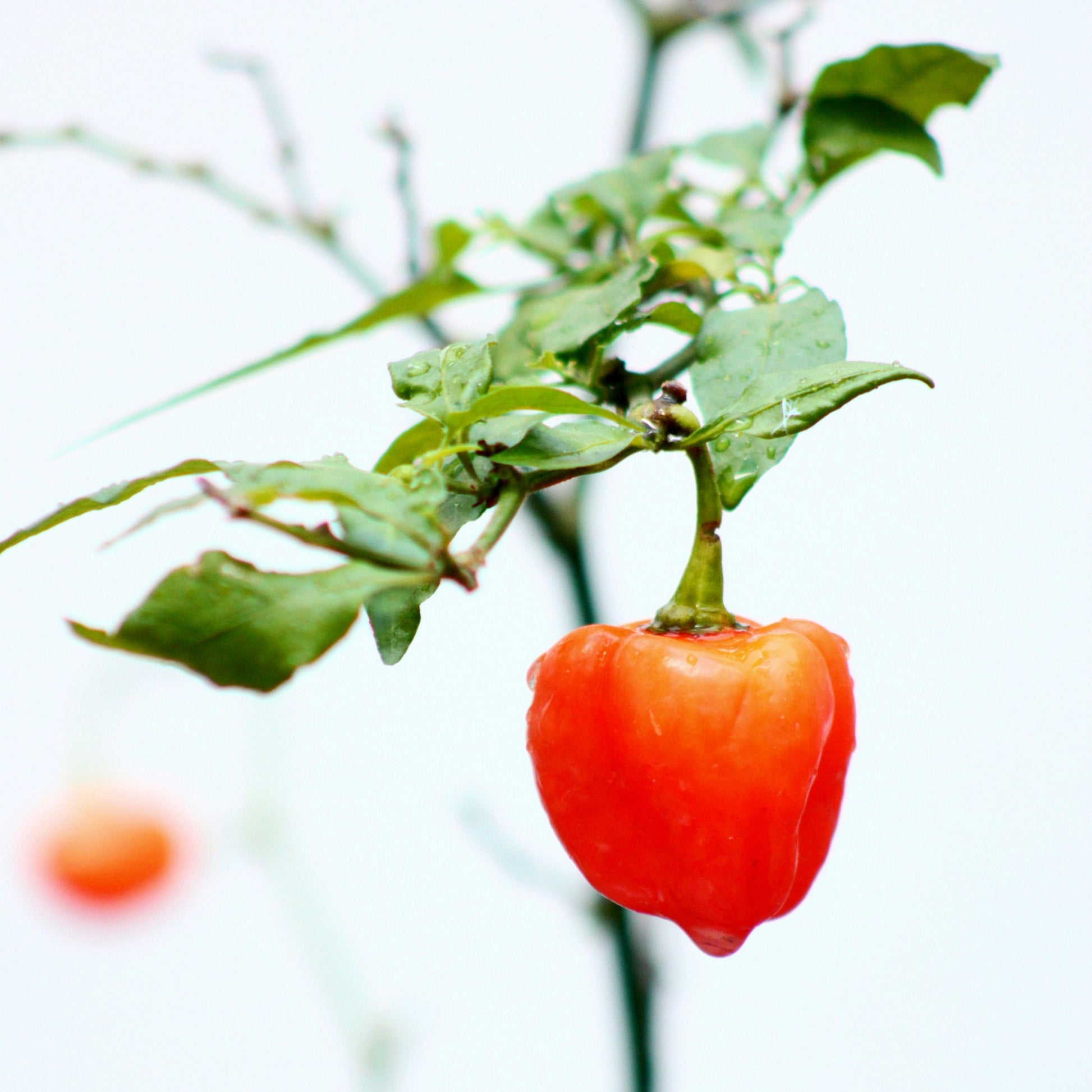 Ají habanero planta