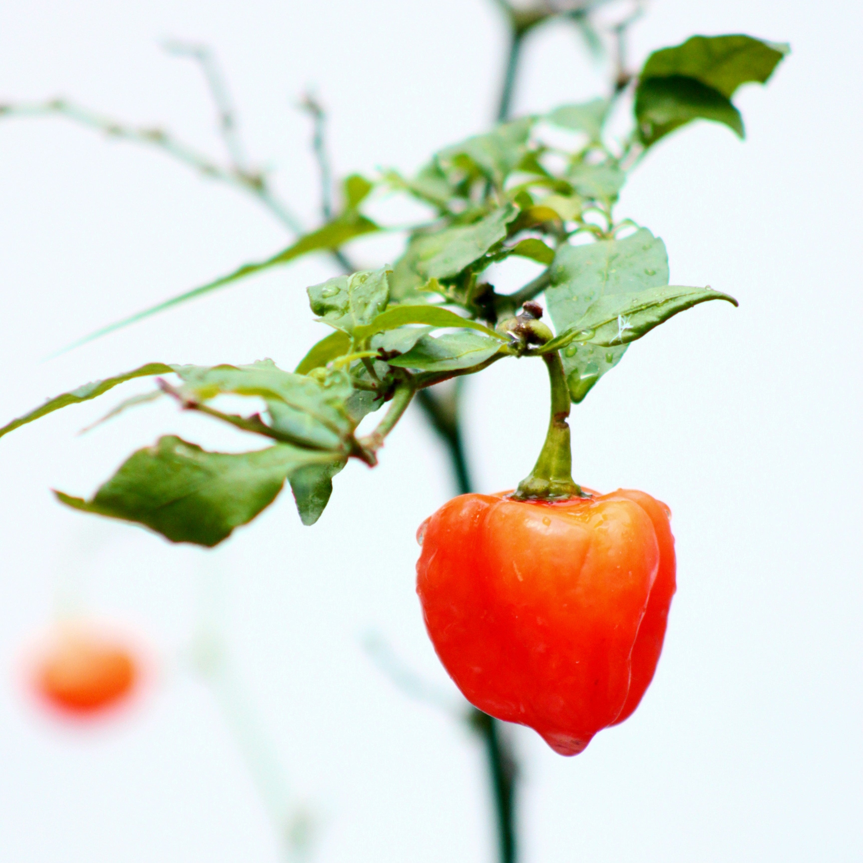 Ají habanero planta