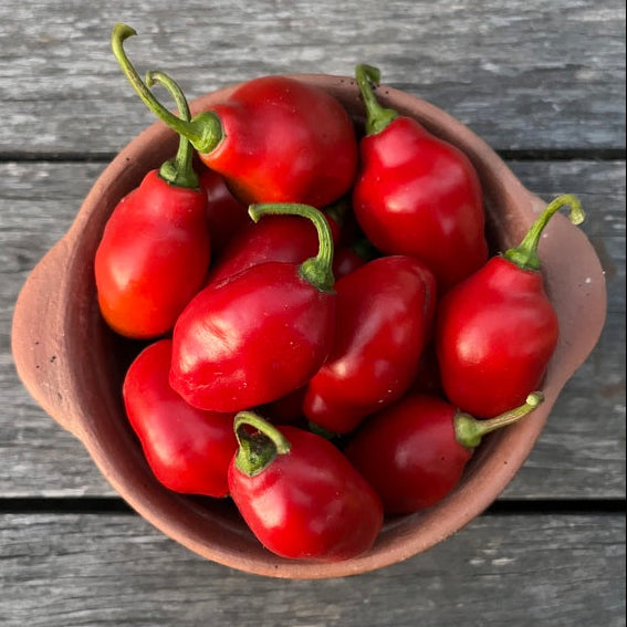 aji rocoto