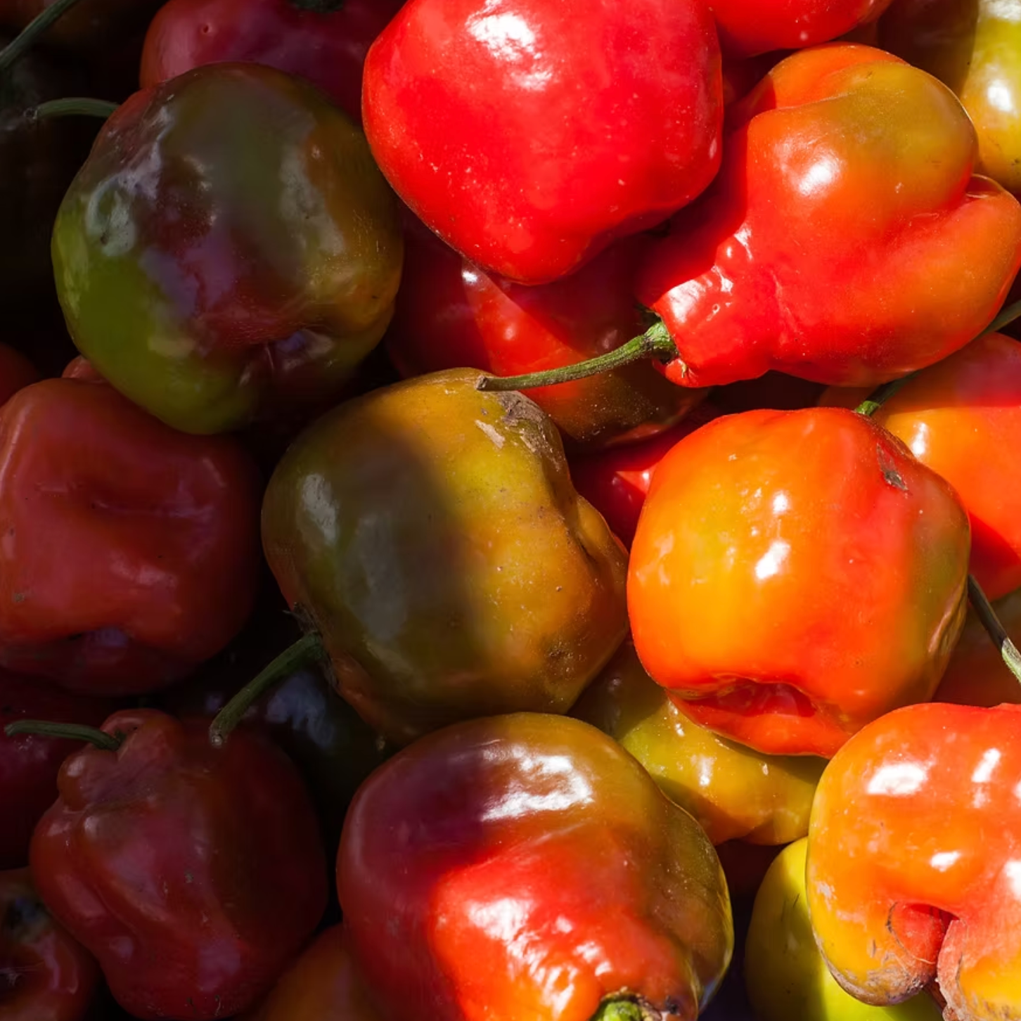 aji rocoto colores
