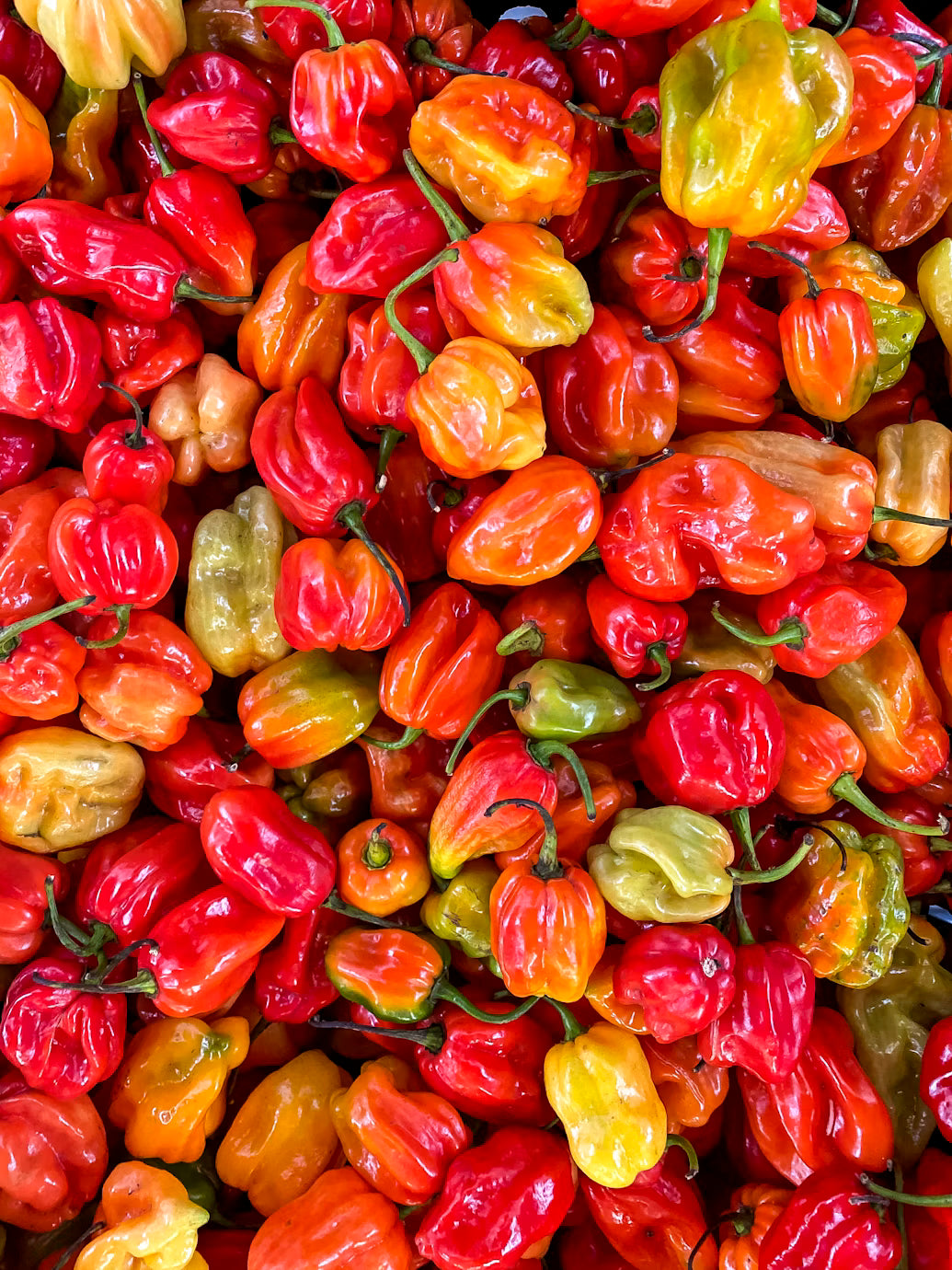 Ají Habanero / 5 unid