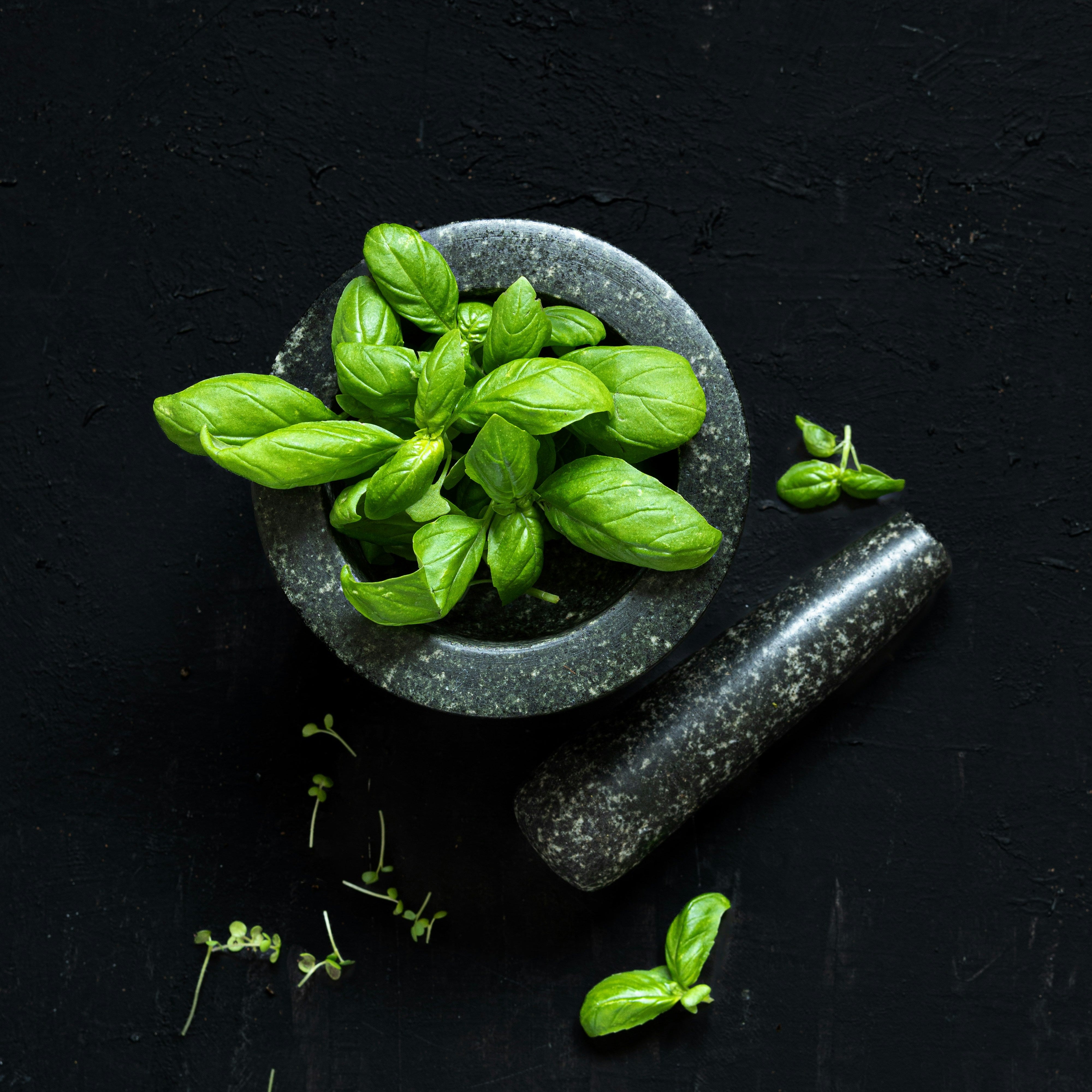 Albahaca fresca en mortero