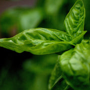 Albahaca fresca unidad