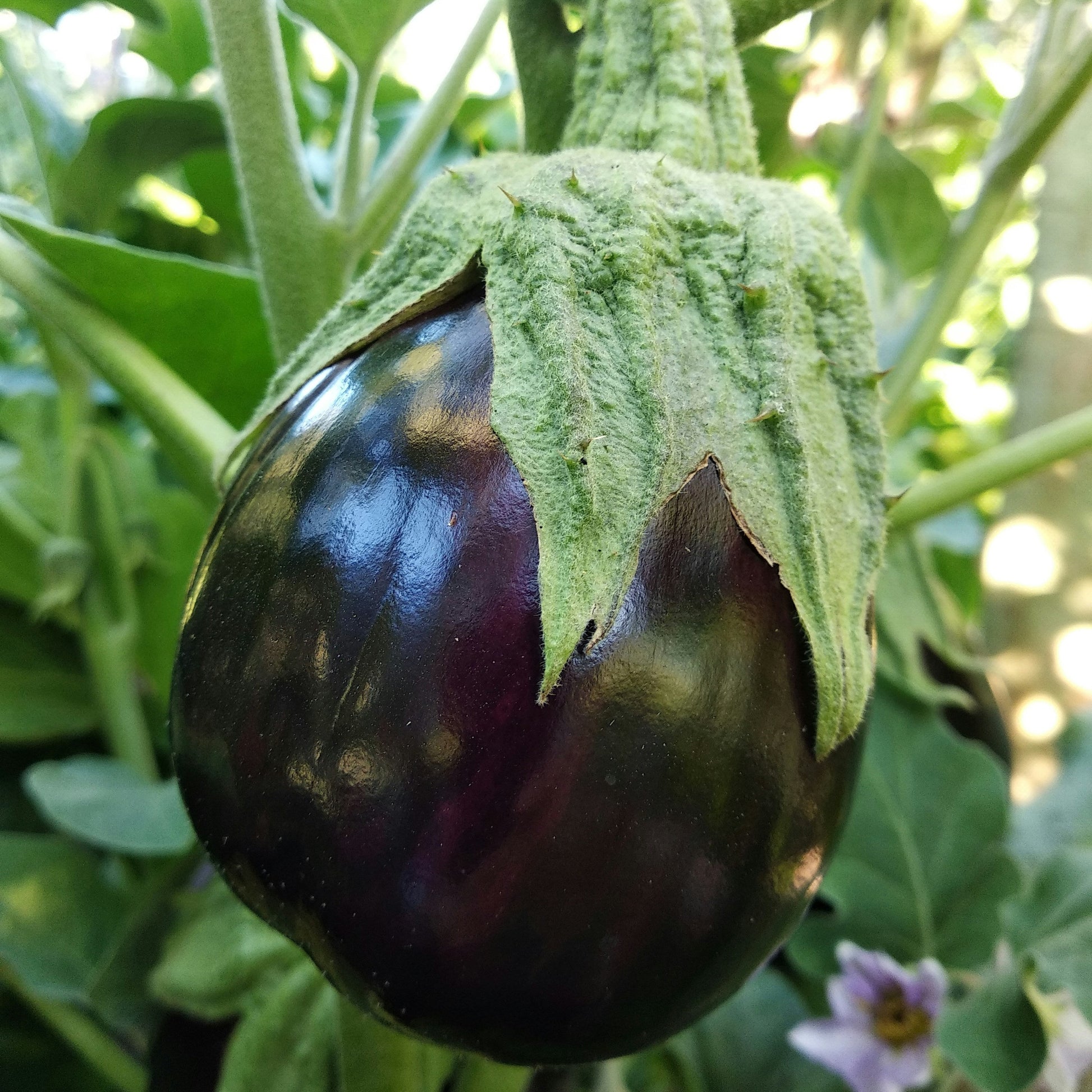 Berenjena en planta
