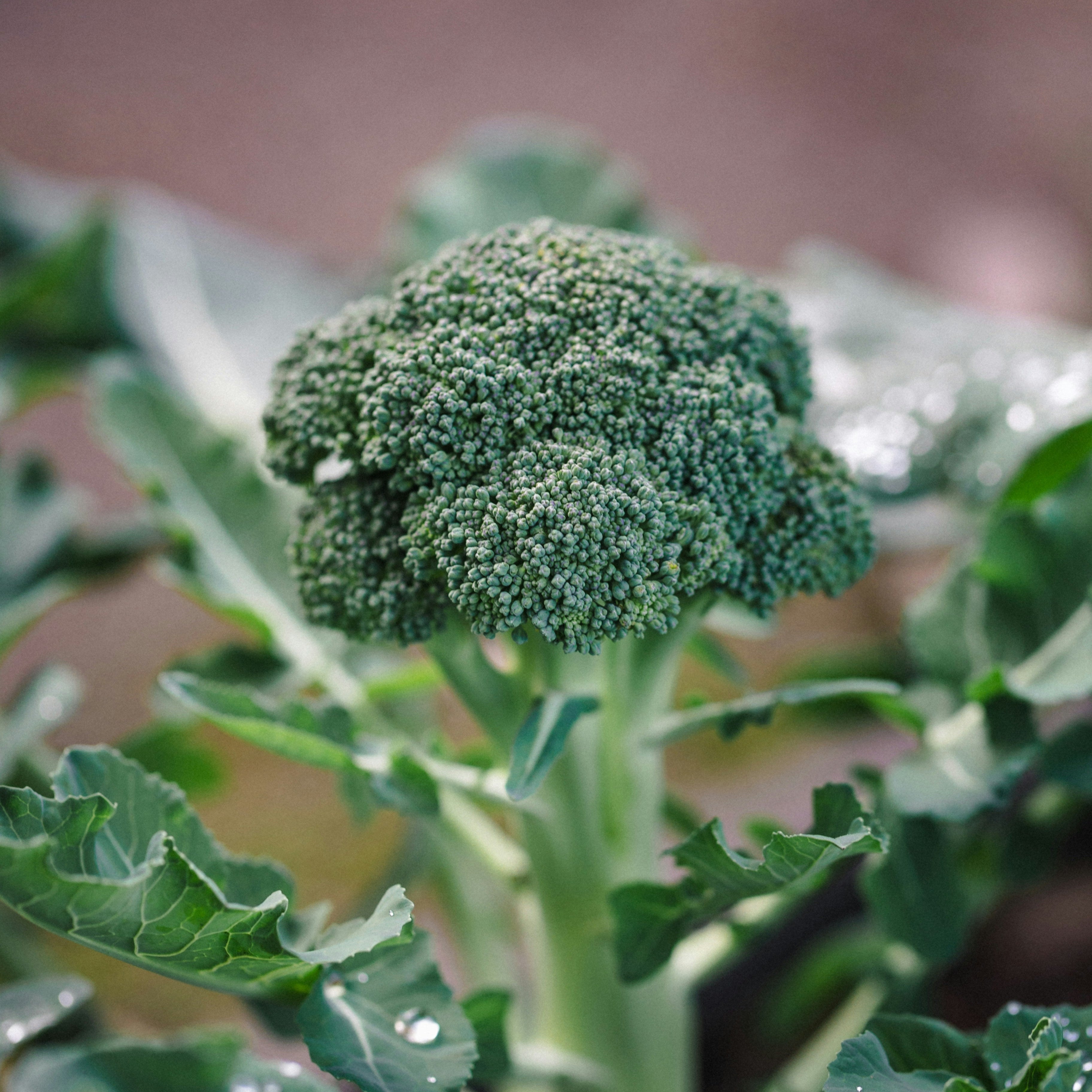 Brocoli en crecimiento