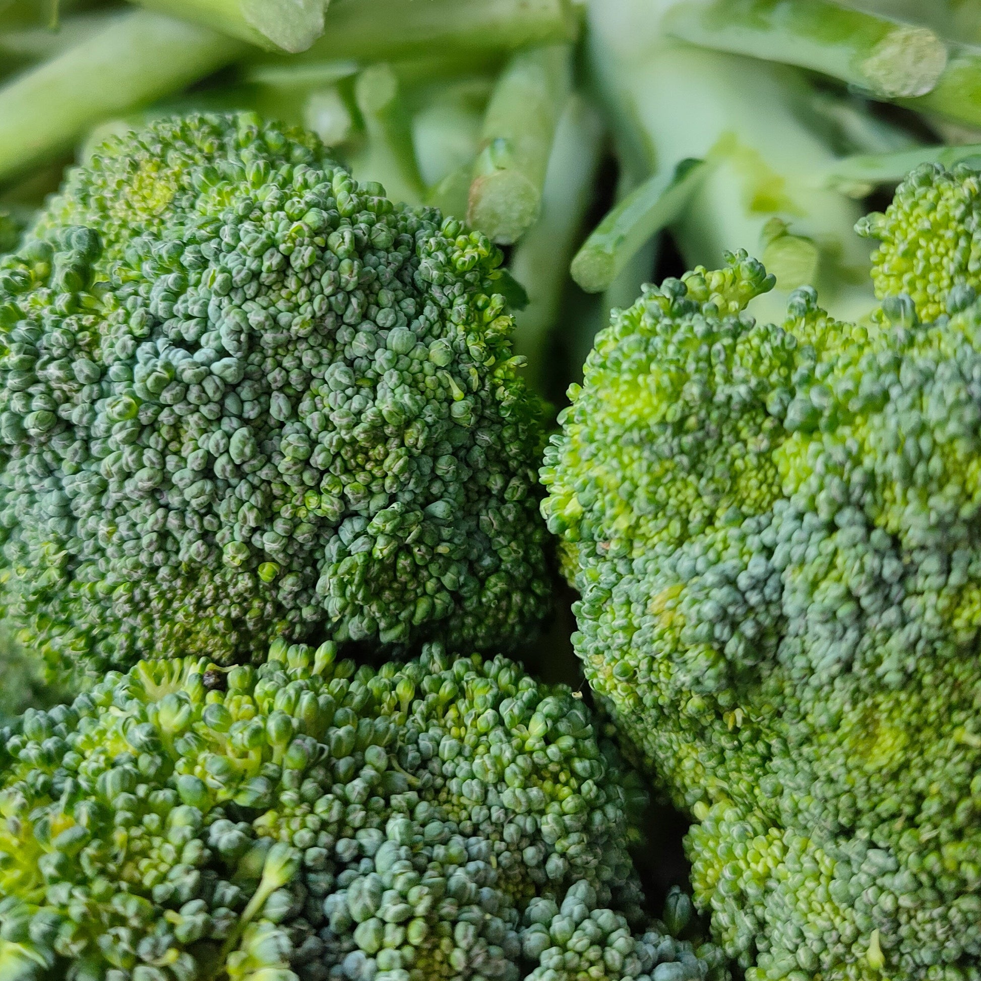 Brocoli unidad