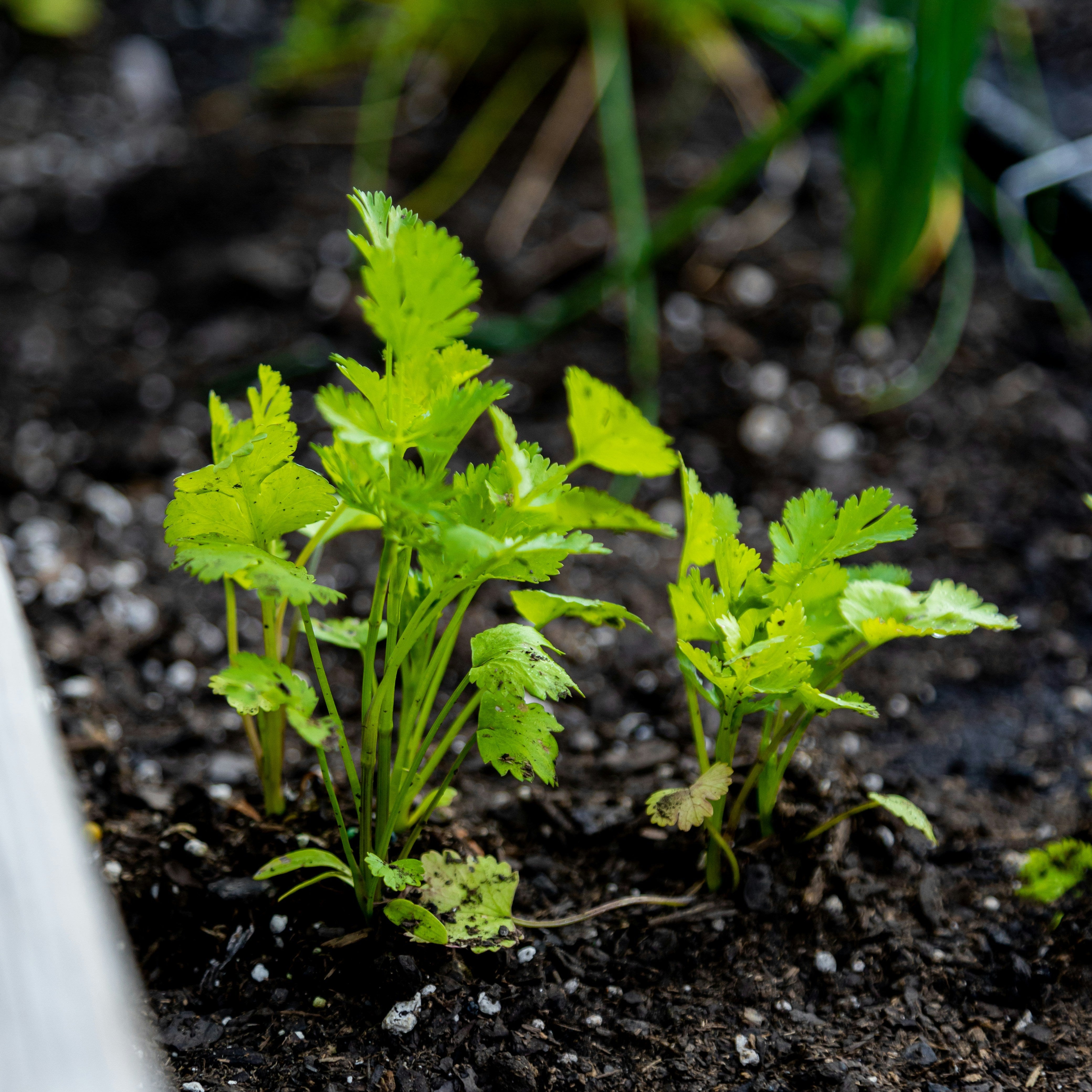 Cilantro en tierra