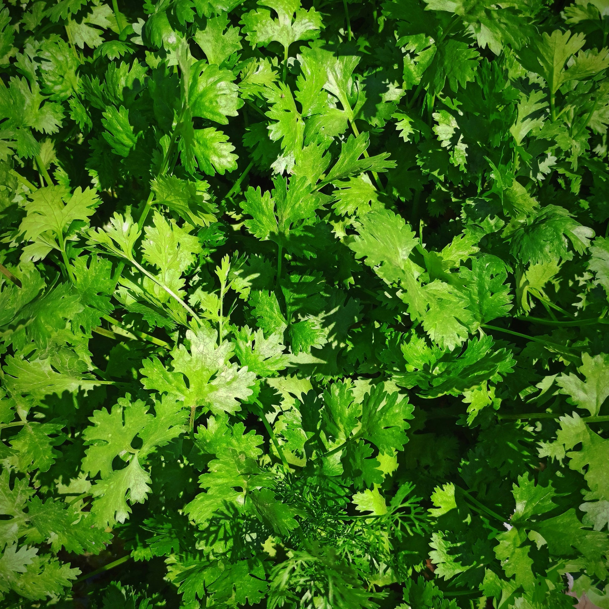 Cilantro paquete