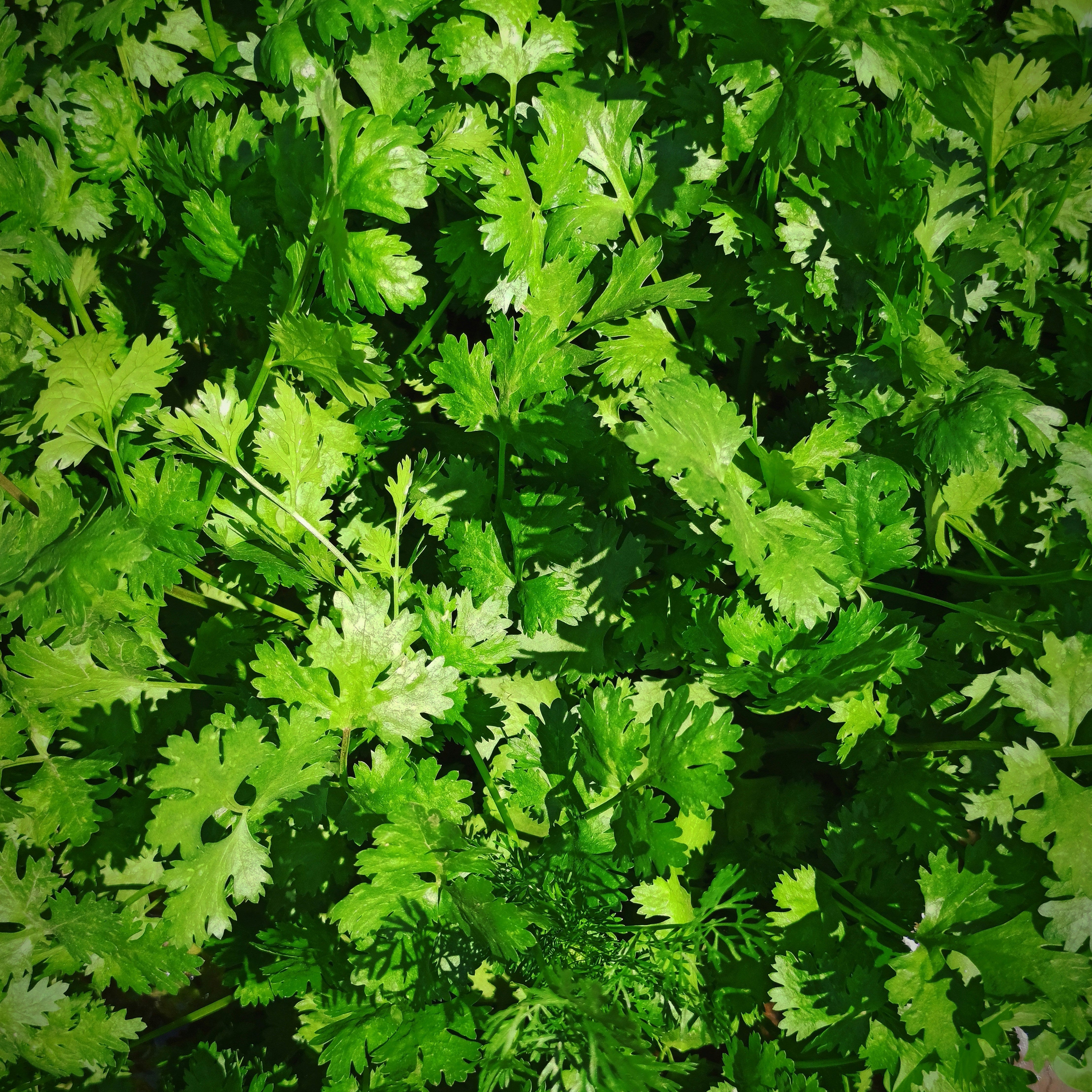 Cilantro paquete