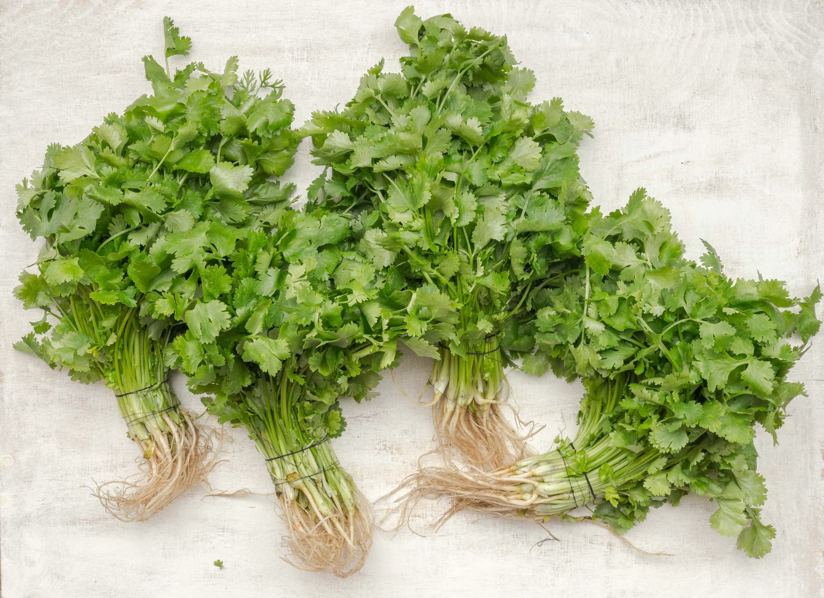 Cilantro unid