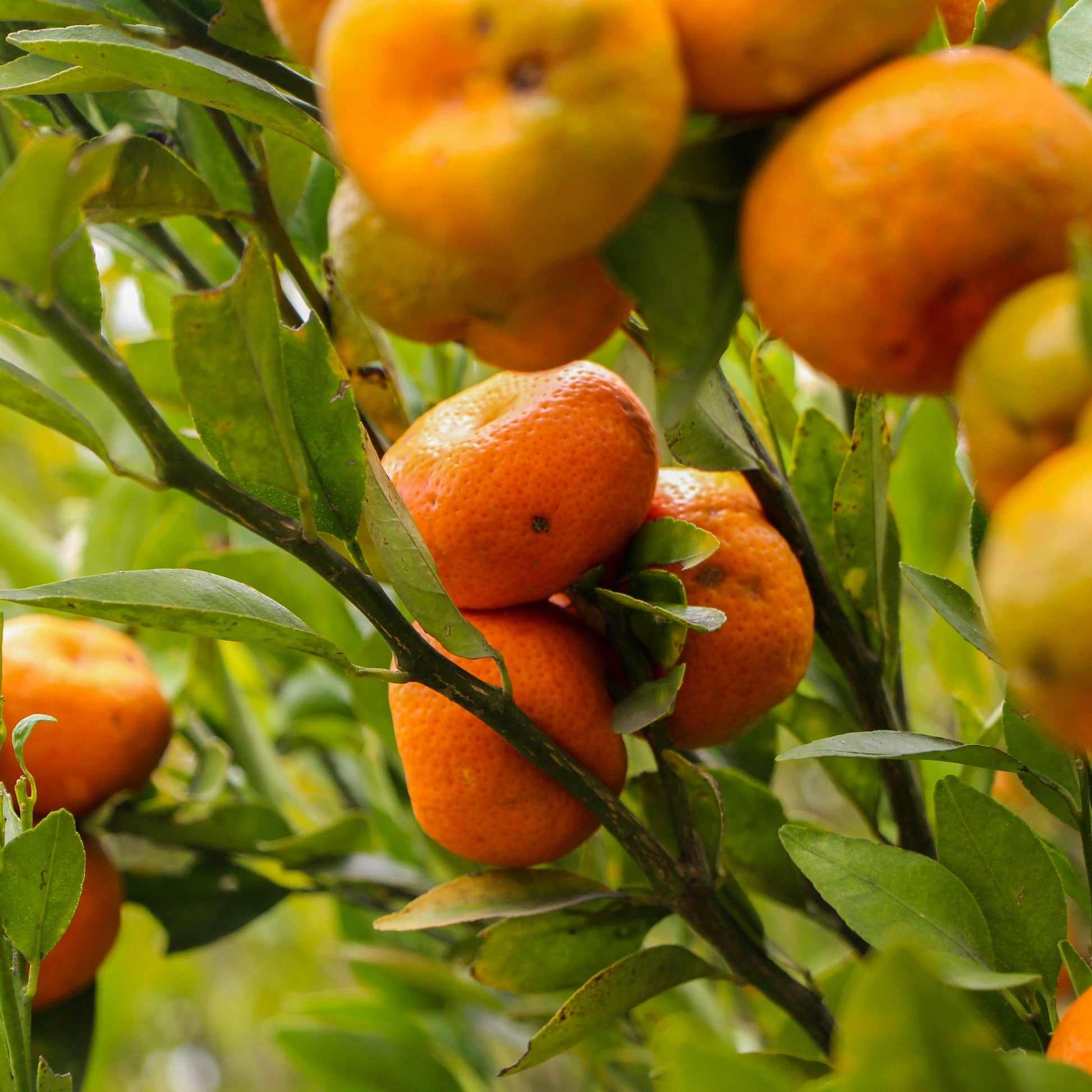 Clementinas en árbol