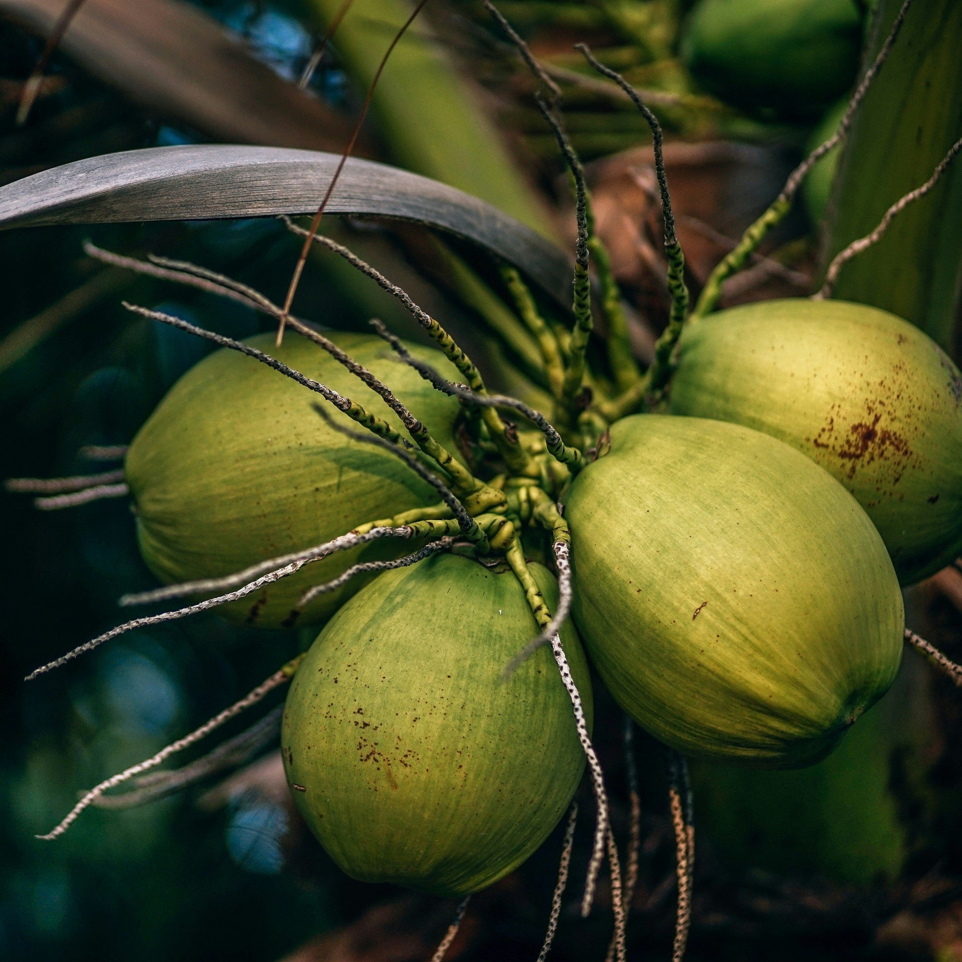 Coco en palmera