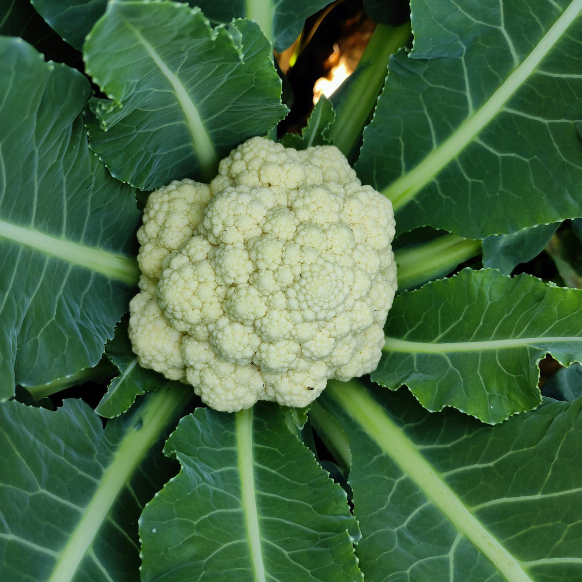Coliflor en campo