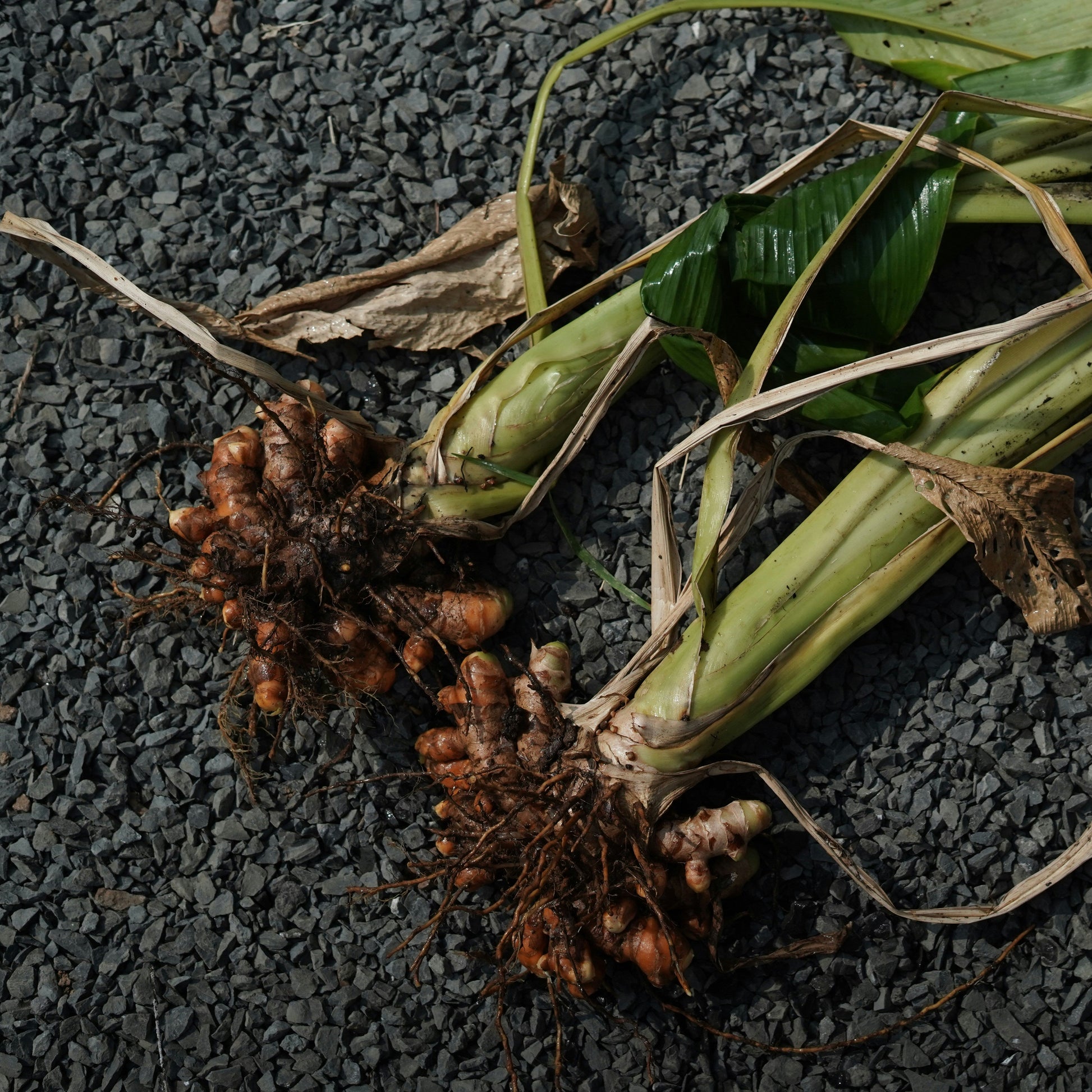 Curcuma brote