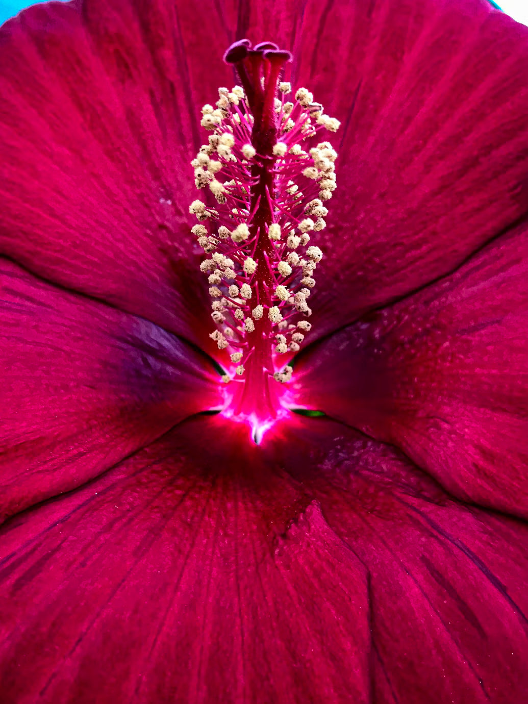 Flor de Hibisco 40 gr