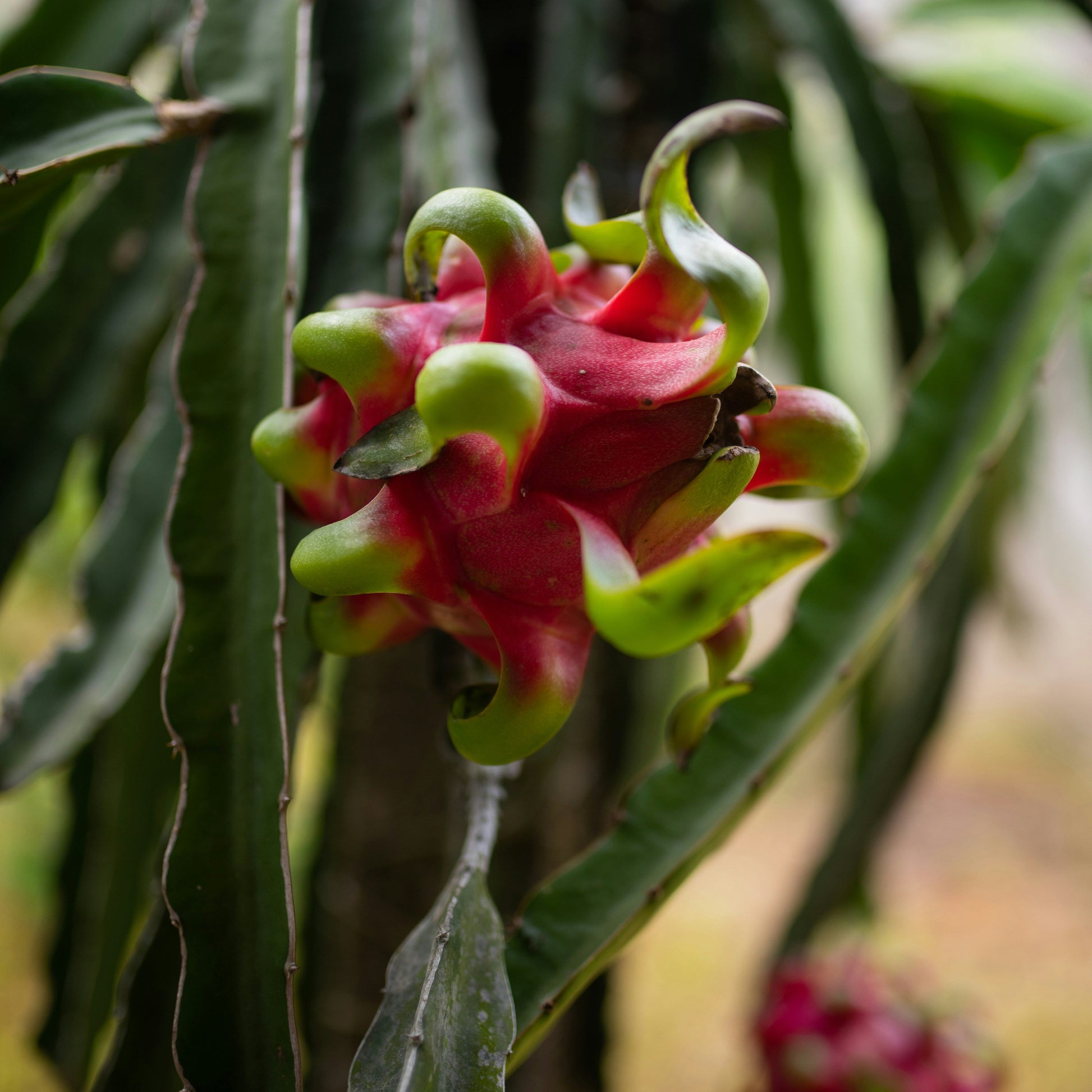 Planta fruta del dragón