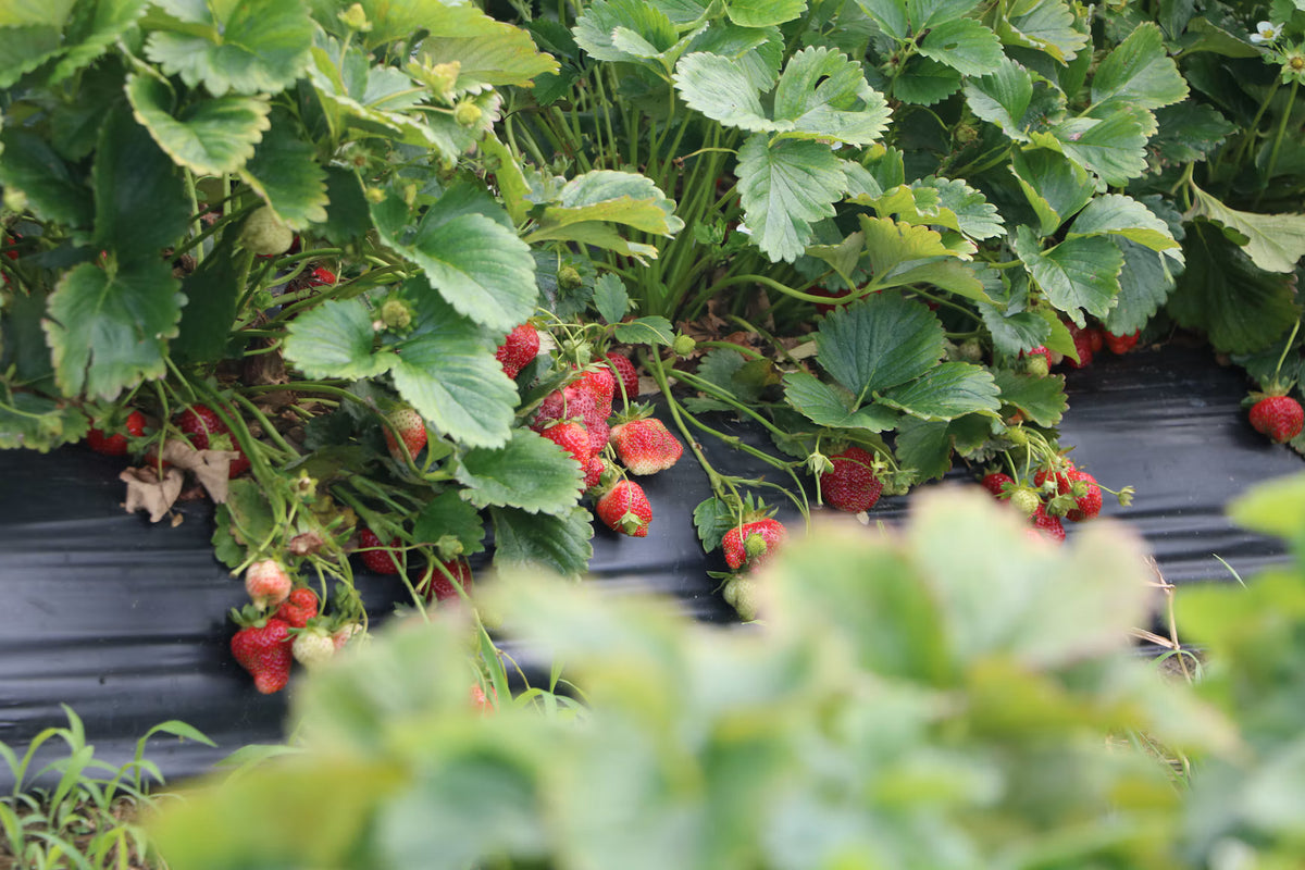 Frutilla Kg.