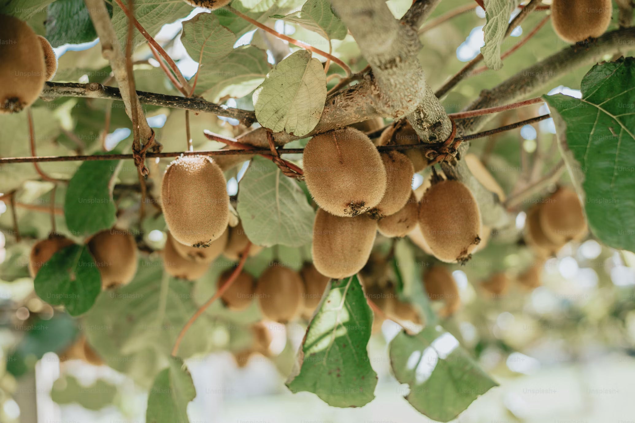 Kiwi / kg