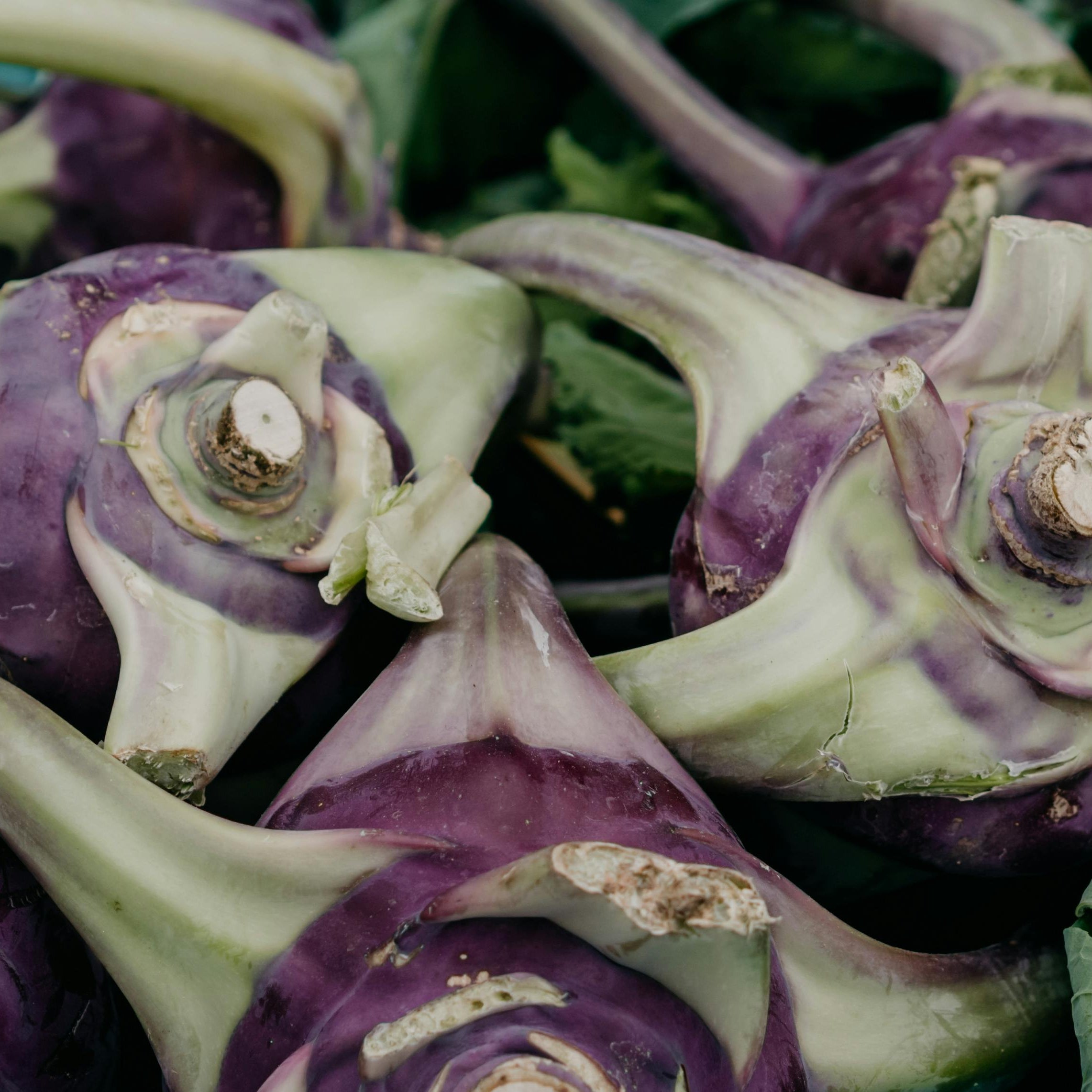 kohlrabi morado unidad