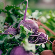 kohlrabi morado