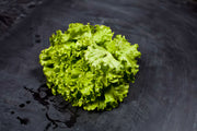 Lechuga Hidropónica Unid.