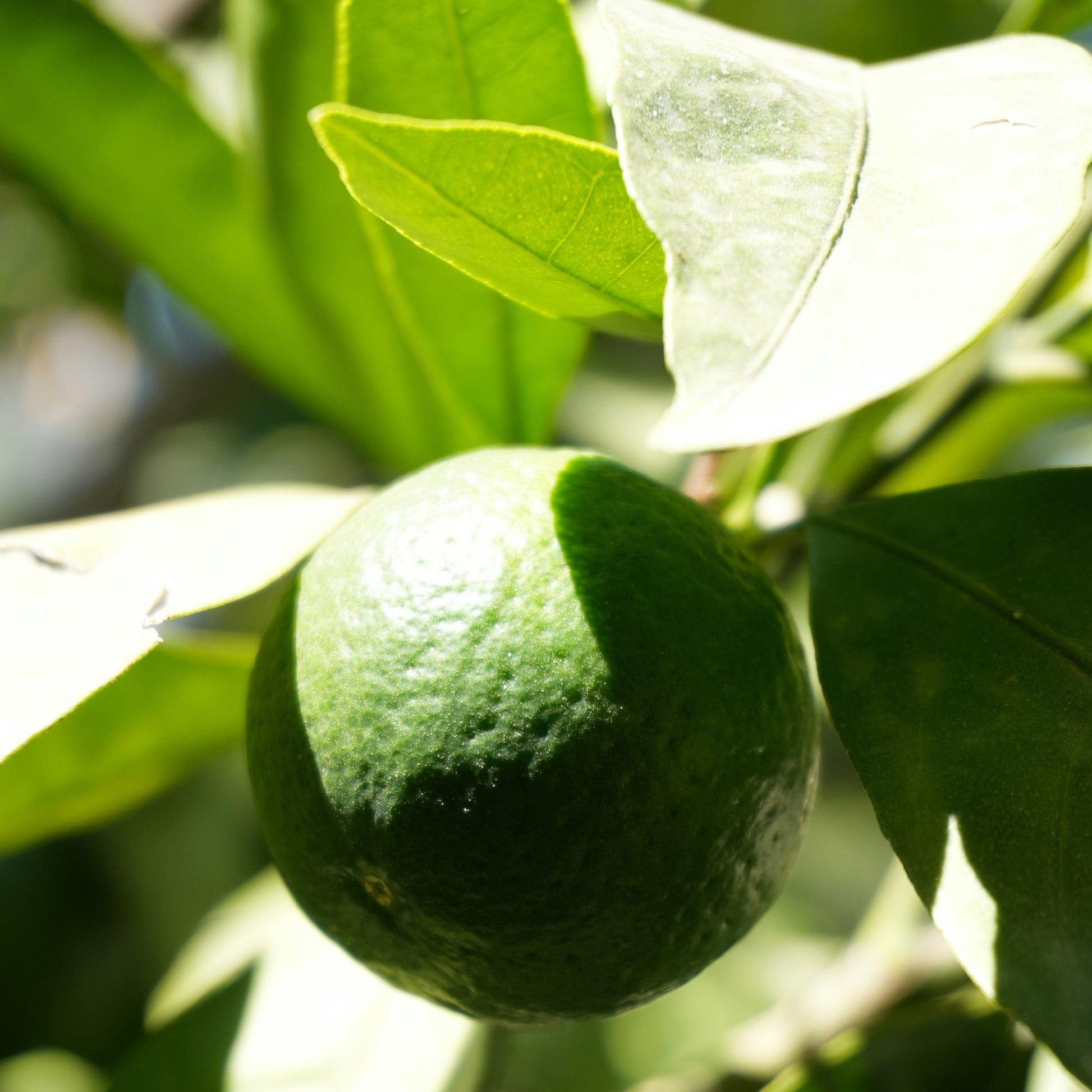 limón sutil en árbol