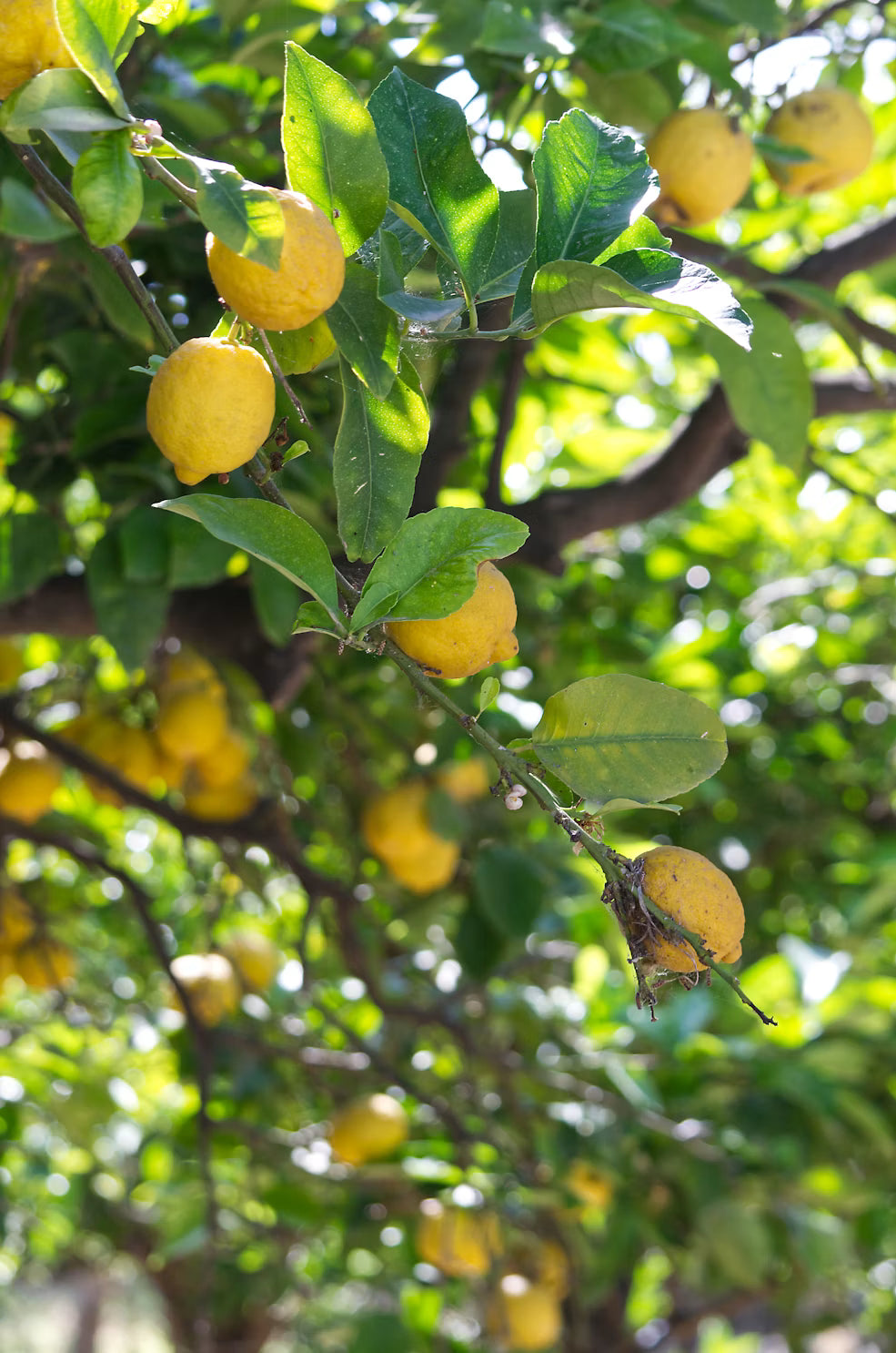 Limón
