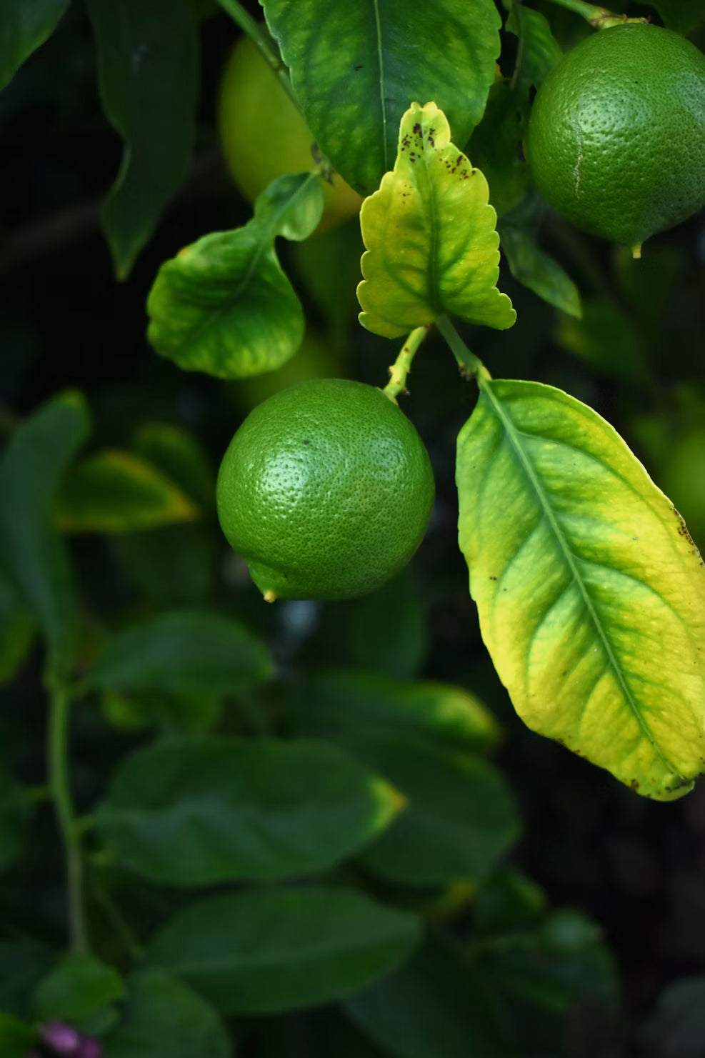 Limón Sutil 250 gr