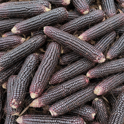 maiz morado