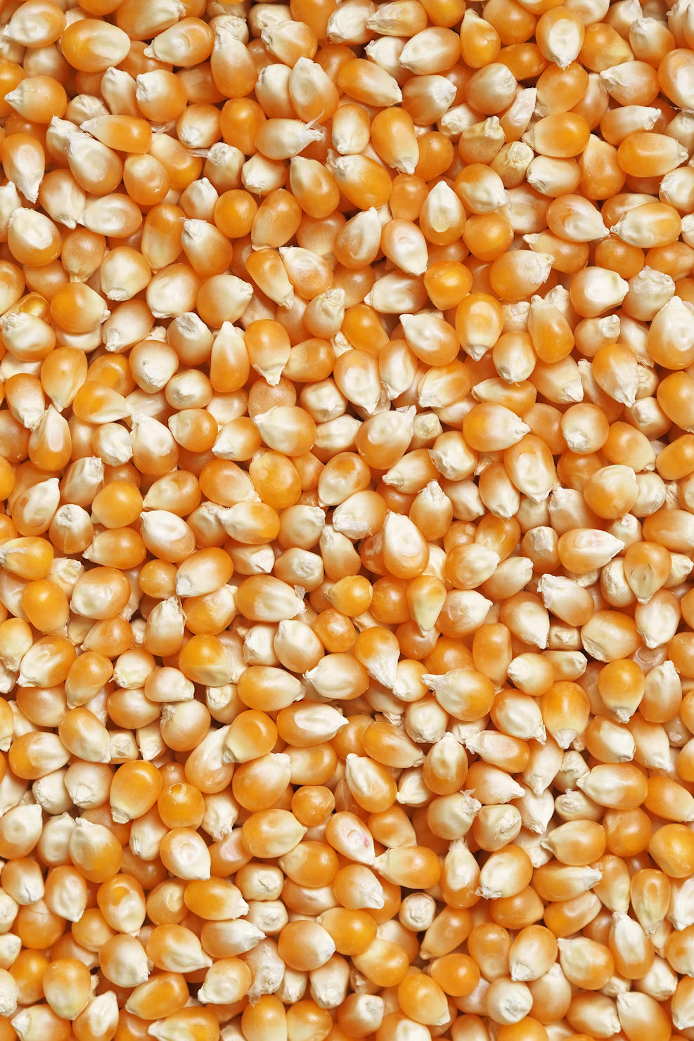 Maíz Curagua (Palomita de Maíz) 330 gr