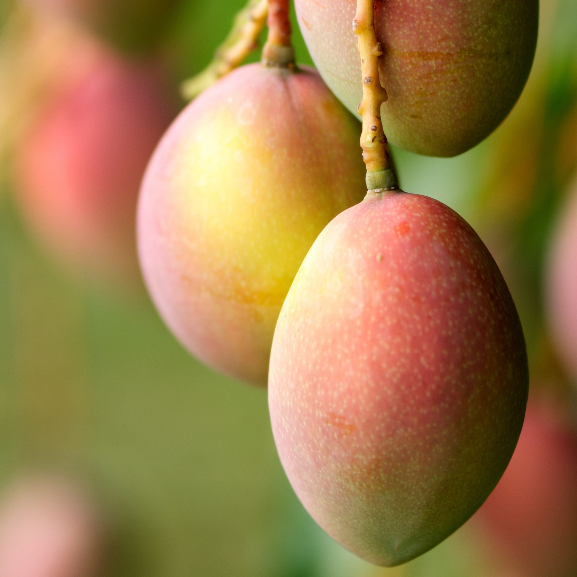 mango unidad