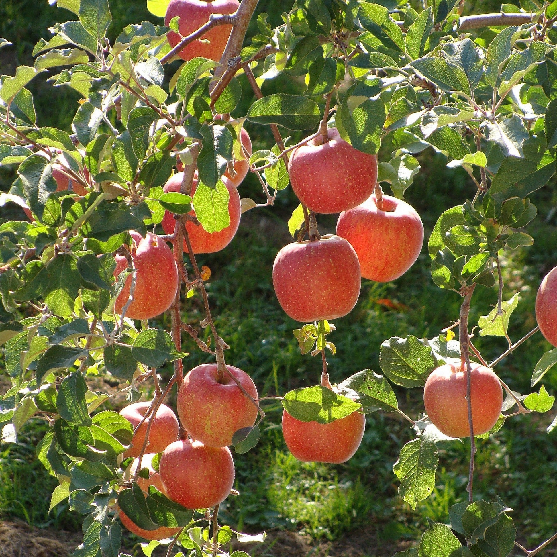 manzana fuji