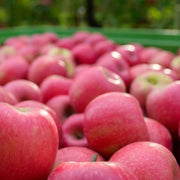 manzanas pink lady