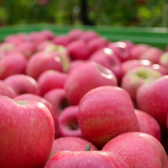 manzanas pink lady