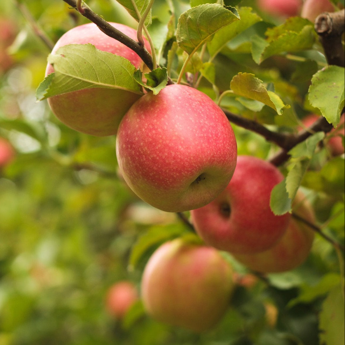 manzana pink lady arbol
