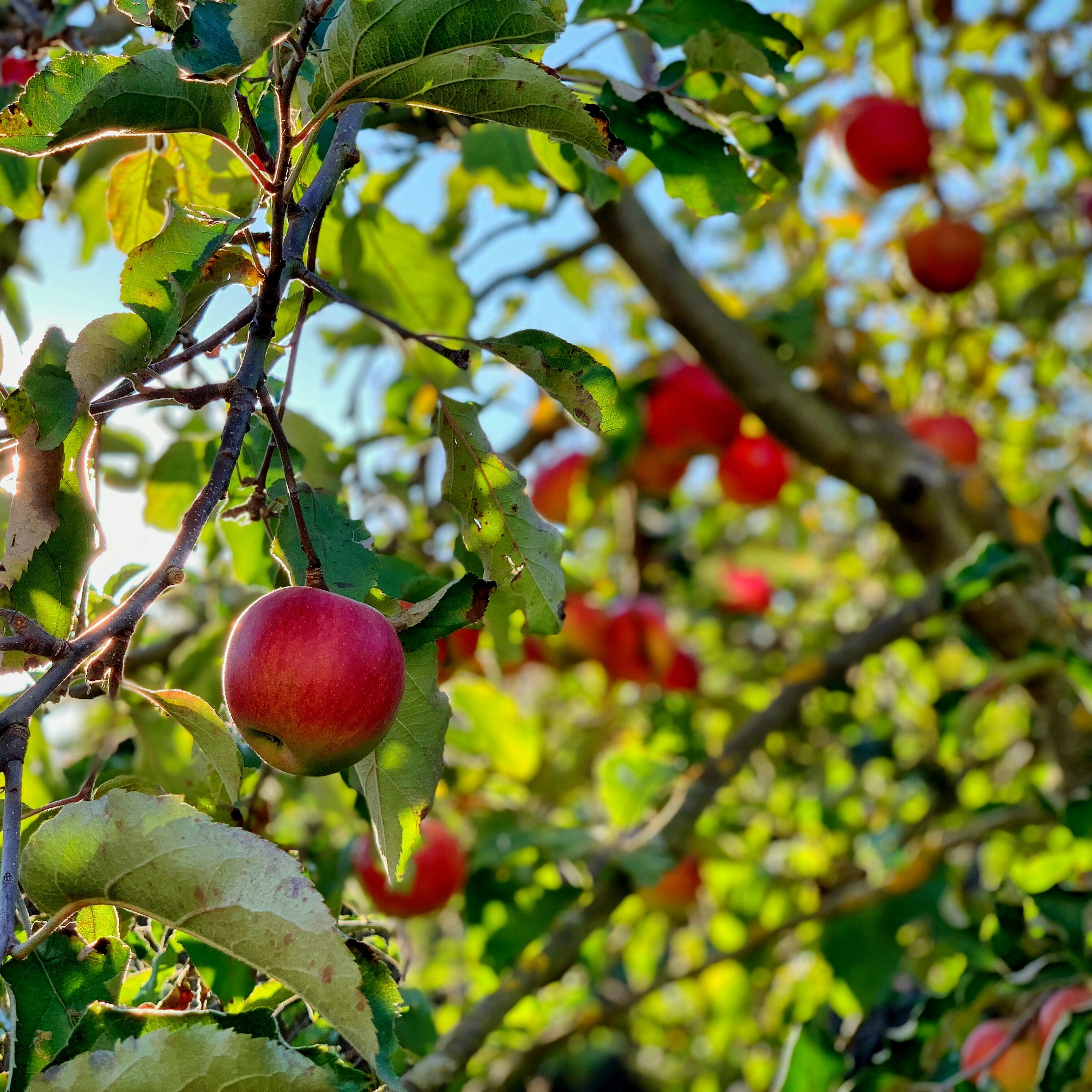manzana royan el arbol