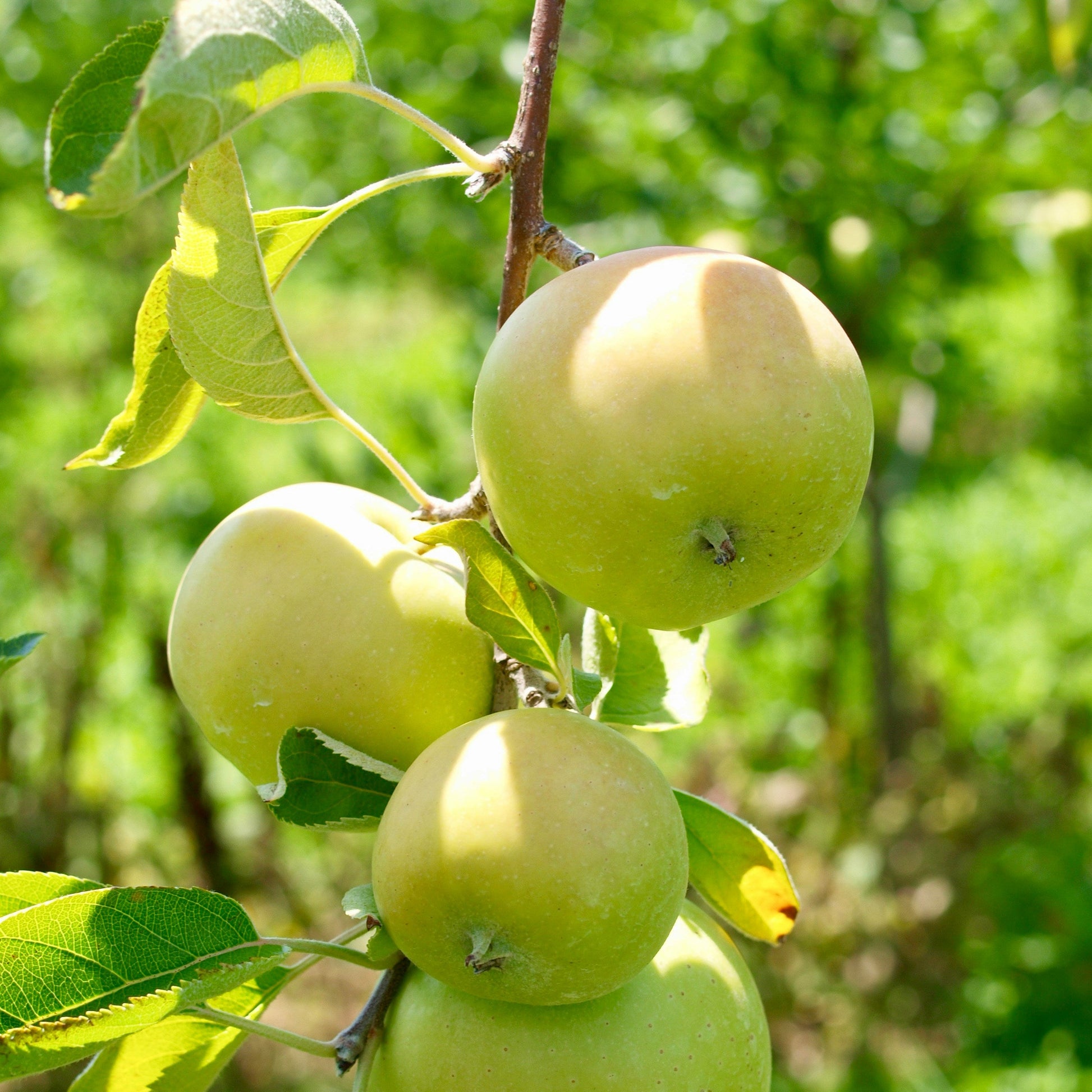 manzana verde en árbol