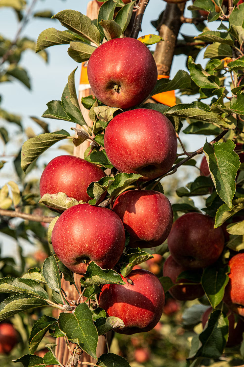 Manzana Honey Crisp