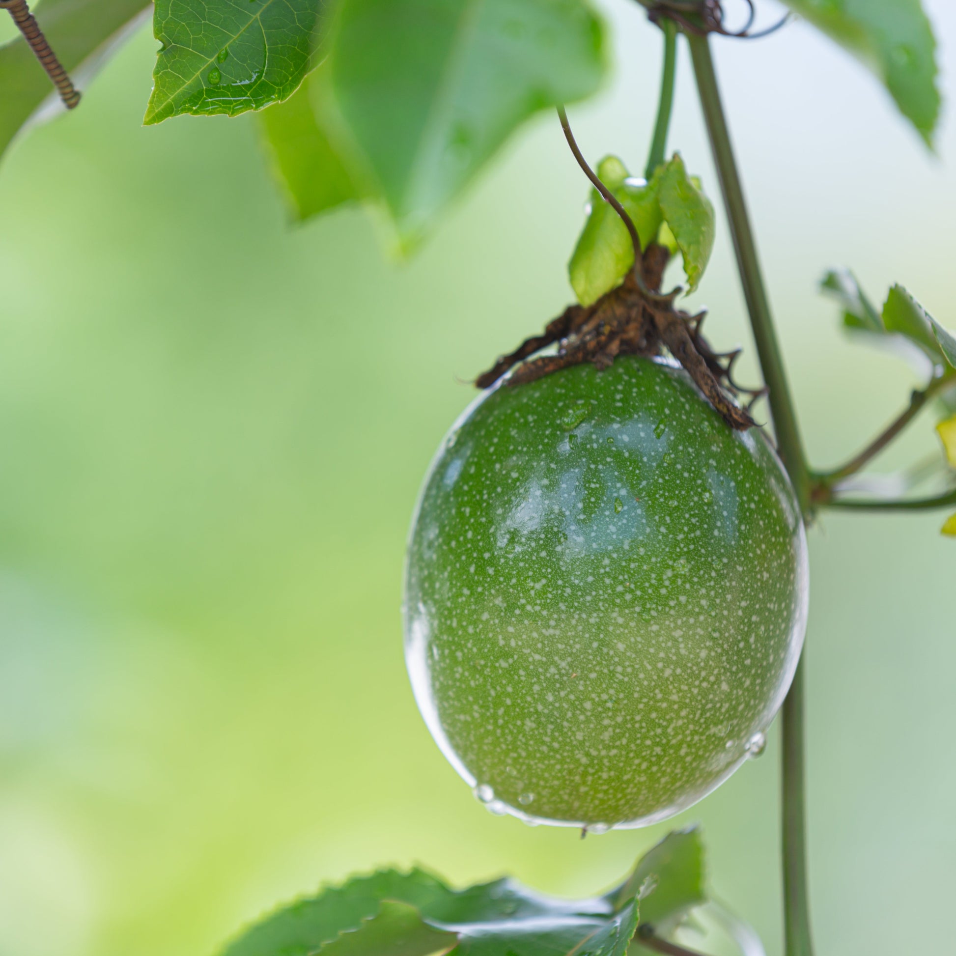 Maracuya verde